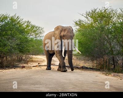 Elephant Walking su una strada, Kruger National Park, Sudafrica Foto Stock