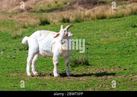 Boer Goat bianco illuminato al sole con corna in piedi in un prato Foto Stock