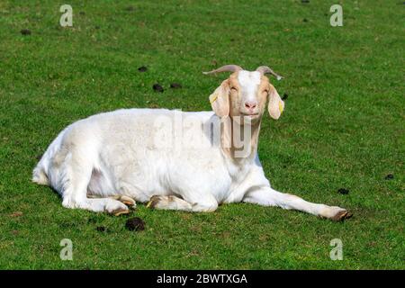 Capra bianco e marrone illuminato al sole che giace in un prato Foto Stock