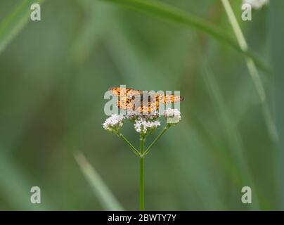 Germania, primo piano del fritillary a due punti (hecate del Brenthes) che perching su fiore selvatico Foto Stock