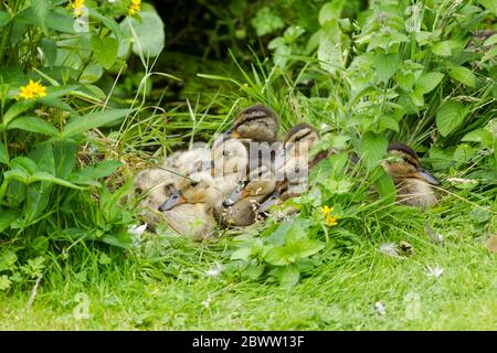 Una zattera di anatroccoli (Anas platyrhynchos) che siedono tra la vegetazione accanto ad un piccolo stagno Foto Stock