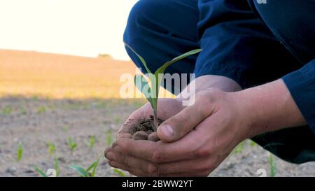 Un giovane agricoltore in una robe blu cammina il campo guardando piante piantate. Concetto: Aria pulita, bio, agricoltura. Foto Stock