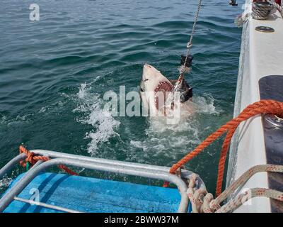 Grande salto con gli squali bianchi per catturare preda, Mosselbaai, Sud Africa Foto Stock