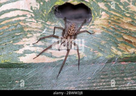 Gigantesco ragno casa (Eratigena atrica) giardino britannico Foto Stock