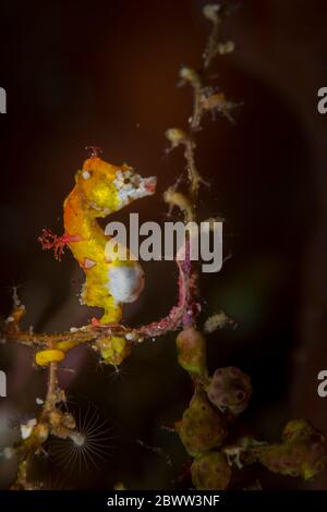 Indonesia, ritratto sottomarino di cavalluccio marino pigmy Pontohs (Hippocampus pontohi) Foto Stock