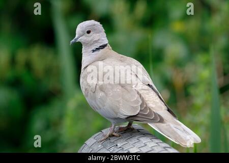 Colavale (Streptopelia decaocto), giardino britannico. Foto Stock