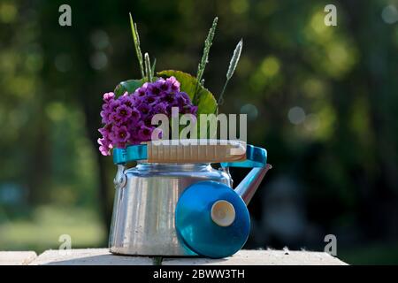 Fiori di Bergenia cordifolia in una caffettiera decorativa Foto Stock