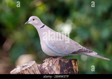 Colavale (Streptopelia decaocto), giardino britannico. Foto Stock