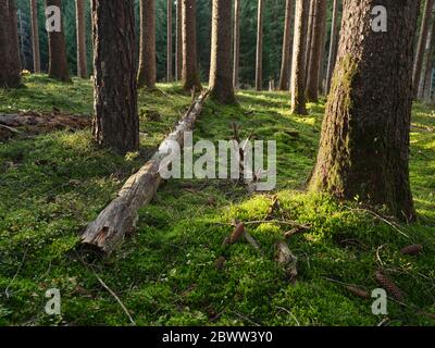 Austria, Tirolo, Lans, albero caduto adagiato su un pavimento boscoso Foto Stock