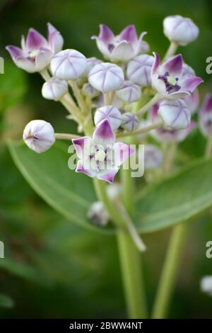 Fiore della corona (Calotropis gigantea) nel giardino Foto Stock