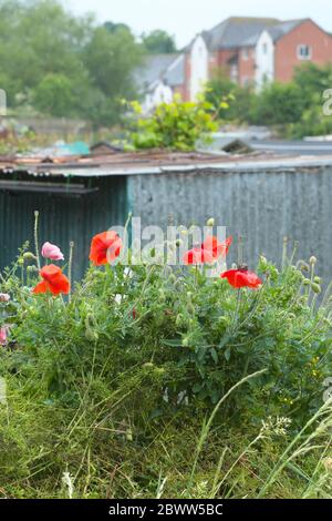 Papaveri che crescono su un toppa di spreco su un'assegnazione di giardino nel giugno 2020 UK in una doccia a pioggia Foto Stock