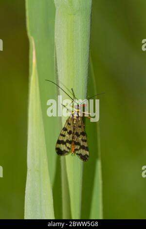 Germania, primo piano di scorpione mosca che perching su lama di erba Foto Stock