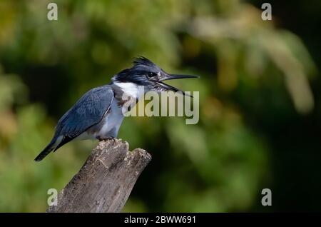 Cintura Kingfisher pesca dalla cima di un palo in Canada Foto Stock