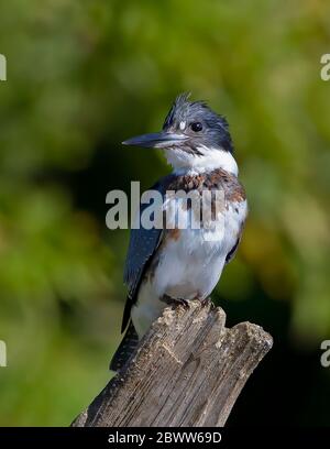 Cintura Kingfisher pesca dalla cima di un palo in Canada Foto Stock