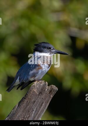 Cintura Kingfisher pesca dalla cima di un palo in Canada Foto Stock