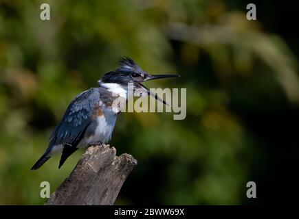 Cintura Kingfisher pesca dalla cima di un palo in Canada Foto Stock