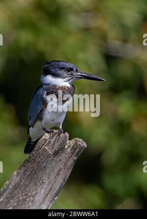 Cintura Kingfisher pesca dalla cima di un palo in Canada Foto Stock