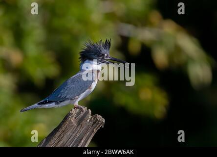 Cintura Kingfisher pesca dalla cima di un palo in Canada Foto Stock