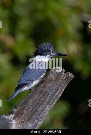 Cintura Kingfisher pesca dalla cima di un palo in Canada Foto Stock