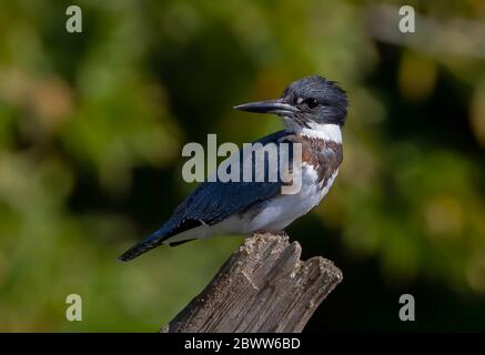 Cintura Kingfisher pesca dalla cima di un palo in Canada Foto Stock