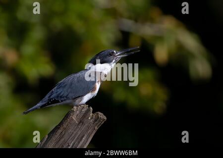 Cintura Kingfisher pesca dalla cima di un palo in Canada Foto Stock