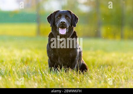 Black Labrador Retriever seduto sul prato Foto Stock