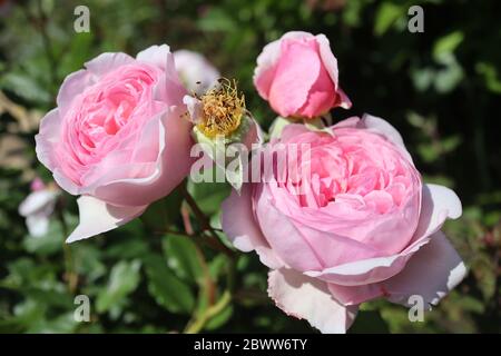 Rosa Geoff Hamilton Foto Stock