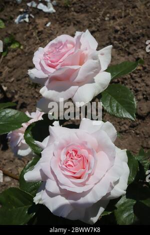 Rosa Geoff Hamilton Foto Stock