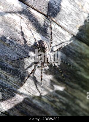 Germania, primo piano del ragno grigio dei dittynidae seduto su legno Foto Stock