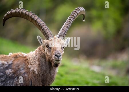 Portrait eines männlichen Alpensteinbock an Hang im Engadin Foto Stock