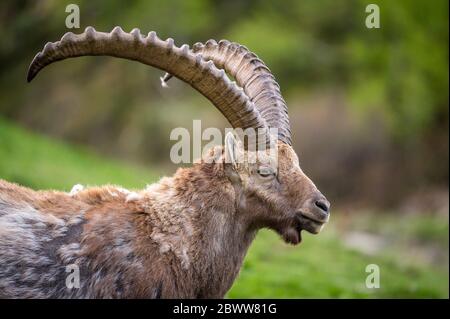 Portrait eines männlichen Alpensteinbock an Hang im Engadin Foto Stock