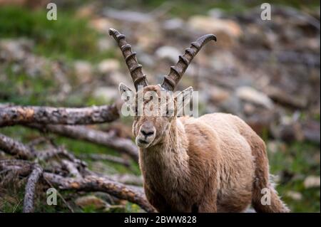 Ritratto di un giovane stambecco maschile in Engadina Foto Stock