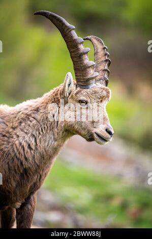 Ritratto di un giovane stambecco maschile in Engadina Foto Stock