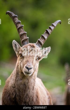 Ritratto di un giovane stambecco maschile in Engadina Foto Stock