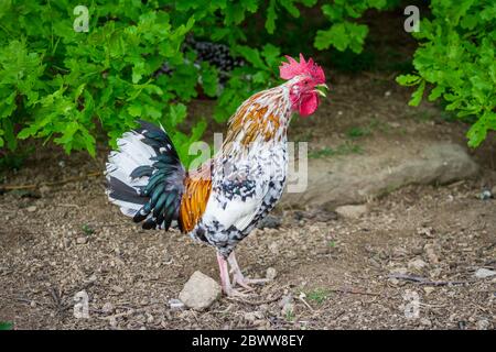 Steinhendl/ Stoapiperl rooster - in via di estinzione di una razza di pollo dall' Austria Foto Stock