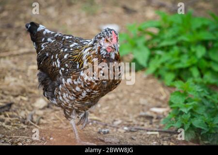 Giovane gallina della razza rara di vecchia Proveis-Ultentaler pollo dall'Alto Adige Foto Stock