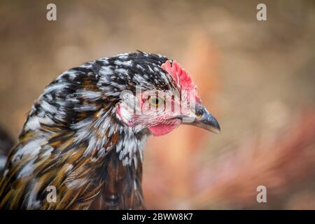 Giovane gallina della razza rara di vecchia Proveis-Ultentaler pollo dall'Alto Adige Foto Stock