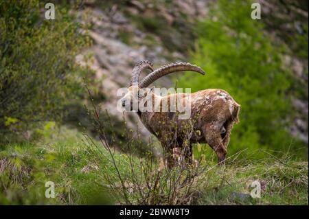 Stambecco maschile impressionante in Engadina Foto Stock