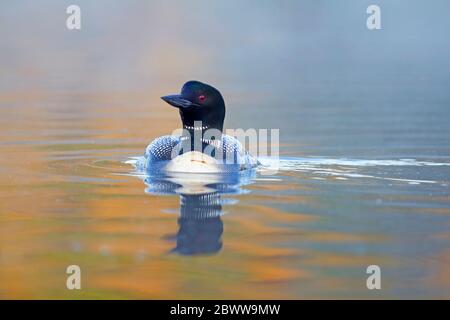 Loon comune (Gavia immer) nuotare in acque dorate all'alba in Ontario, Canada Foto Stock