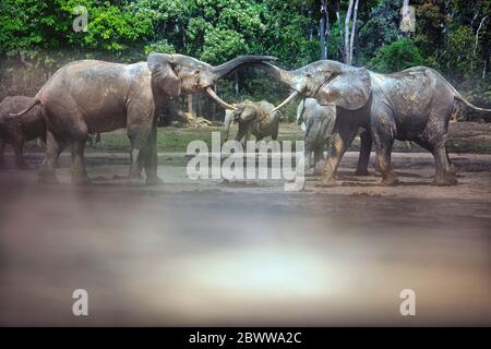 Repubblica Centrafricana, elefanti della foresta africana (Loxodonta cyclotis) a Dzanga Bai lick di sale sabbioso Foto Stock