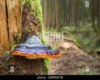 Germania, conk della cintura rossa (Fomitopsis pinicola) che cresce su tronco di albero nella foresta superiore del Palatinato Foto Stock