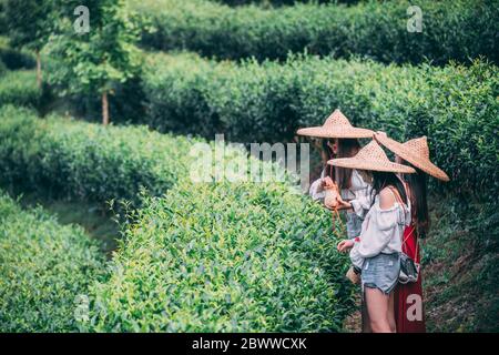 Yangshuo, Cina - Agosto 2019 : tre ragazze che indossano cappelli asiatici cinesi conici tradizionali che raccolgono le foglie di tè su una piantagione in estate Foto Stock