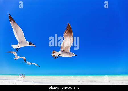 Gabbiani che volano contro il cielo azzurro limpido dell'isola di Holbox, Quintana Roo, Yucatan, Messico Foto Stock