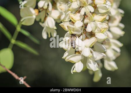 Ape sui fiori bianchi di locusta nera (nome latino Robinia pseudoaccacia) a Belgrado, Serbia Foto Stock