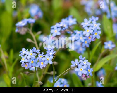 Germania, primo piano di legno Forget-me-nots (Myosotis sylvatica) fioritura nella Foresta Palatinato superiore Foto Stock