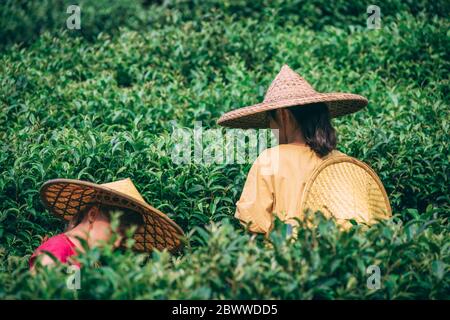 Yangshuo, Cina - Agosto 2019 : due ragazze che indossano cappelli asiatici cinesi conici tradizionali che raccolgono foglie di tè su una piantagione in estate Foto Stock