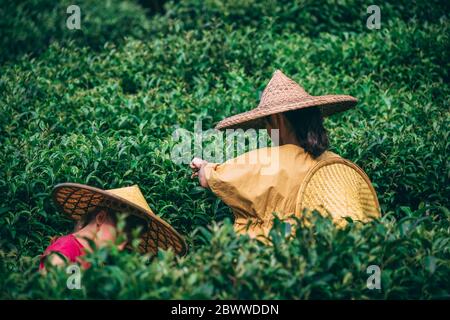 Yangshuo, Cina - Agosto 2019 : due ragazze che indossano cappelli asiatici cinesi conici tradizionali che raccolgono foglie di tè su una piantagione in estate Foto Stock