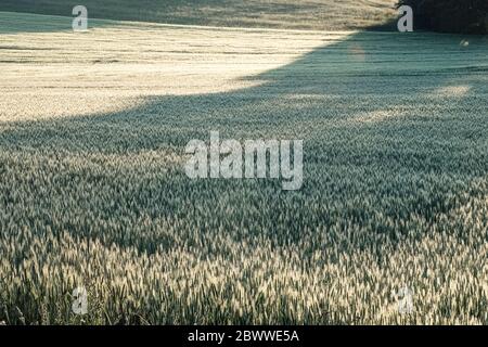 Germania, Baviera, Berg, Rye (Secale cereale) campo all'alba Foto Stock
