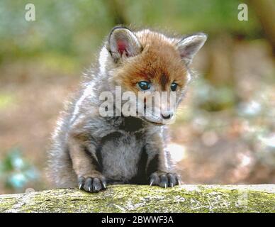 Un cucciolo di volpe in Surrey, Inghilterra. Il simpatico animale selvaggio del bambino è stato abbandonato in bosco. Foto Stock