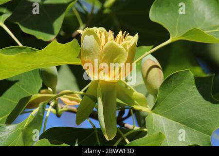 Primo piano di fiori arancioni e gialli del Tulipano (Liriodendron Tulipifera) sotto il sole della tarda primavera Foto Stock